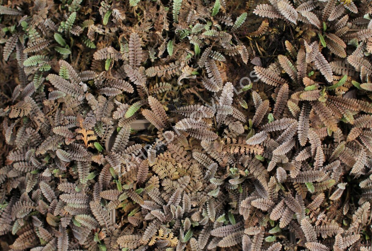 Mechovec - Cotula pusilla
