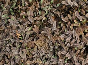 Mechovec - Cotula pusilla