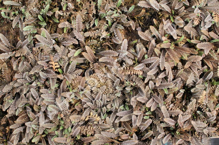 Mechovec - Cotula pusilla