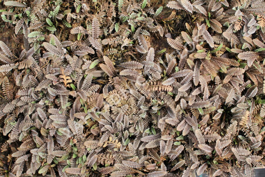 Mechovec - Cotula pusilla