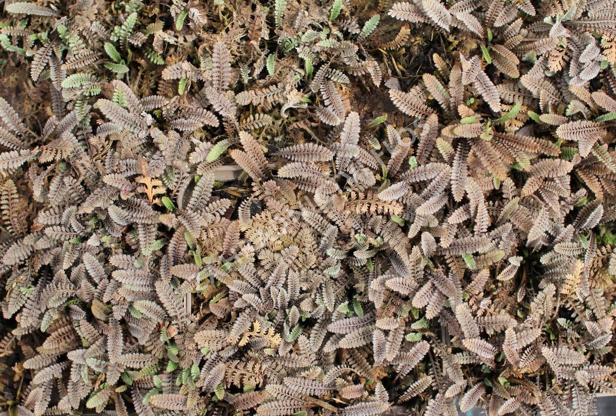 Mechovec - Cotula pusilla
