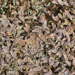 Mechovec - Cotula pusilla