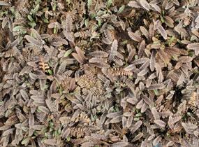 Mechovec - Cotula pusilla