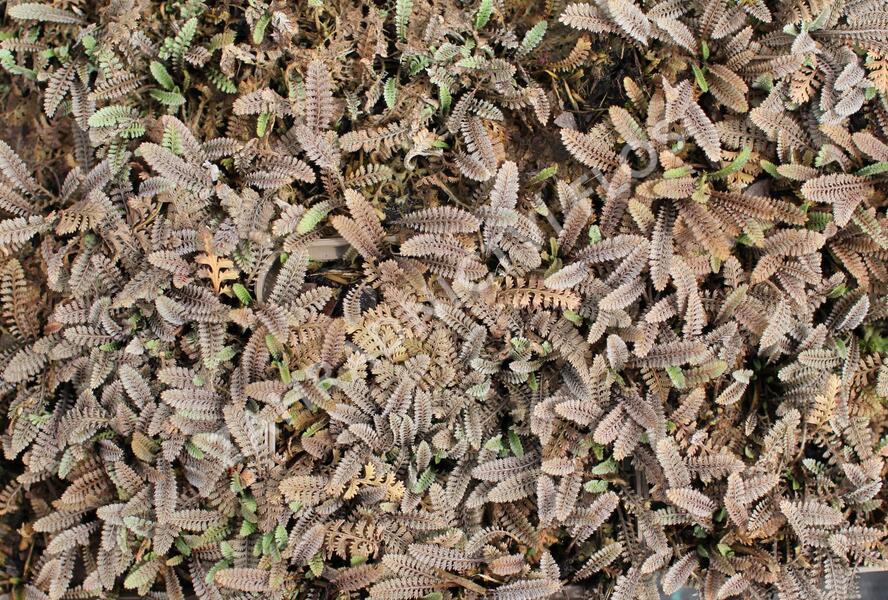 Mechovec - Cotula pusilla