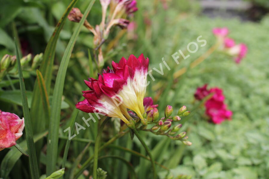 Frézie 'Pink' double - Freesia 'Pink'