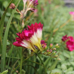 Frézie 'Pink' double - Freesia 'Pink'