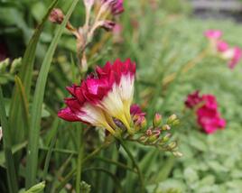 Frézie 'Pink' double