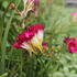 Freesia 'Pink'_01.JPG