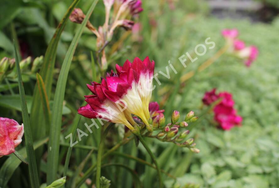 Frézie 'Pink' double - Freesia 'Pink'