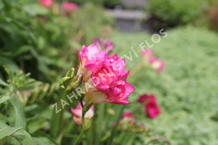 Frézie 'Pink' double - Freesia 'Pink'