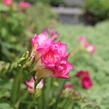 Frézie 'Pink' double - Freesia 'Pink'