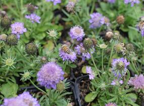 Hlaváč fialový 'Blue Eyes' - Scabiosa columbaria 'Blue Eyes'