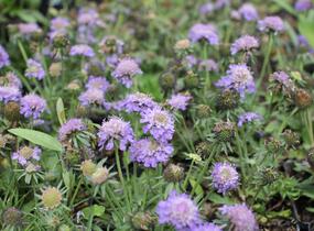 Hlaváč fialový 'Blue Eyes' - Scabiosa columbaria 'Blue Eyes'