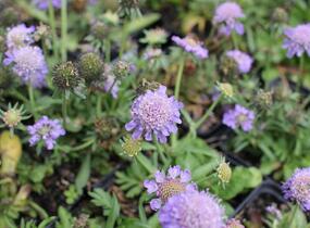 Hlaváč fialový 'Blue Eyes' - Scabiosa columbaria 'Blue Eyes'