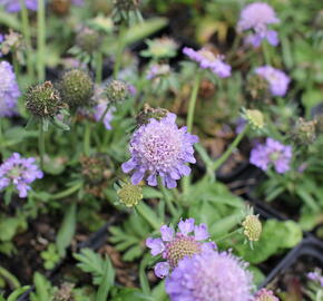 Hlaváč fialový 'Blue Eyes' - Scabiosa columbaria 'Blue Eyes'