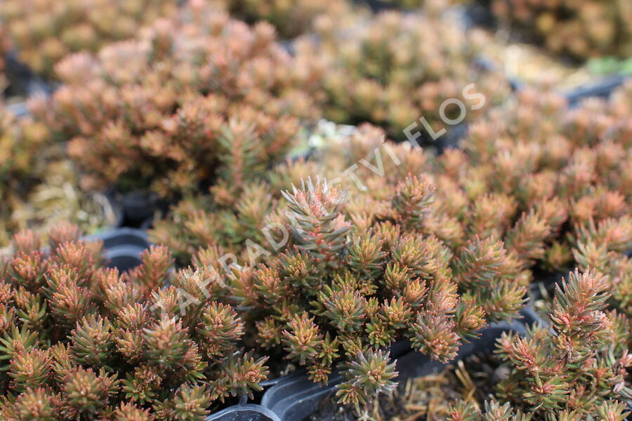 Rozchodník 'Chocolate Ball' - Sedum hakonense 'Chocolate Ball'