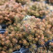 Rozchodník 'Chocolate Ball' - Sedum hakonense 'Chocolate Ball'