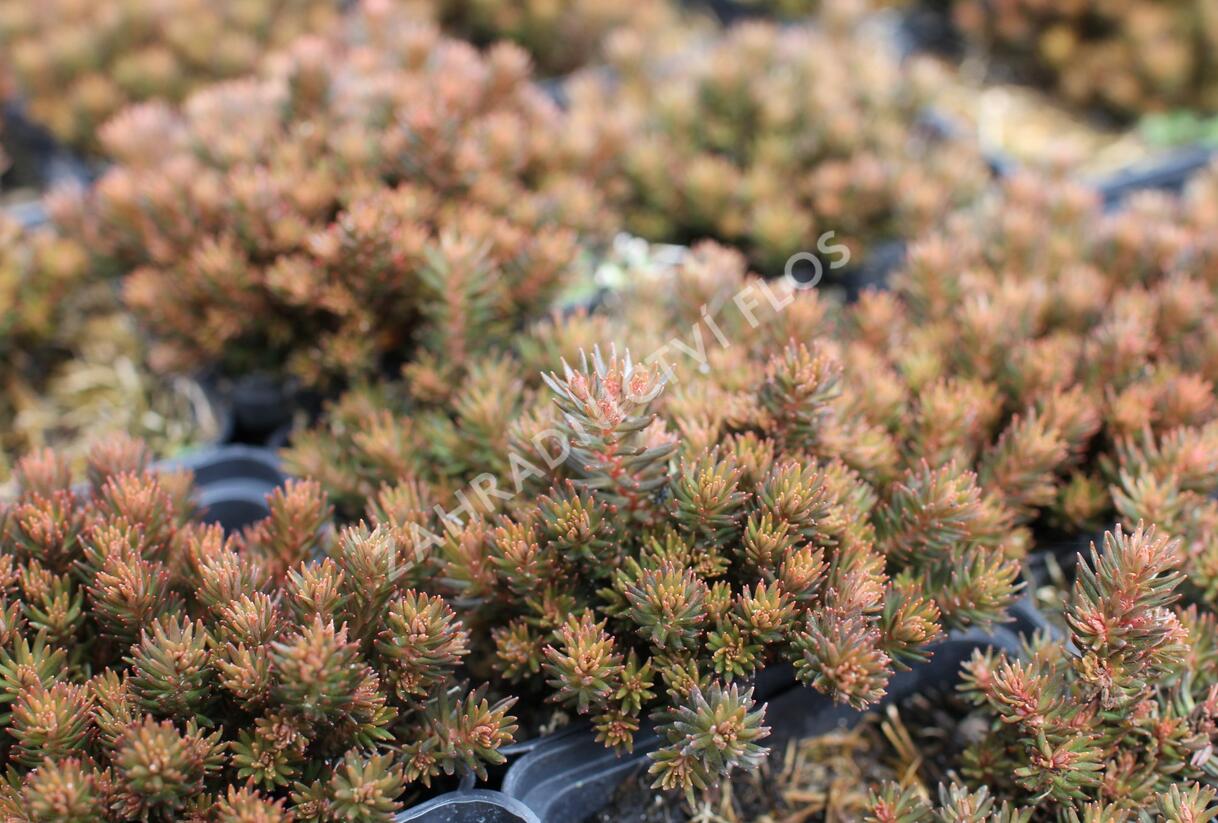 Rozchodník 'Chocolate Ball' - Sedum hakonense 'Chocolate Ball'
