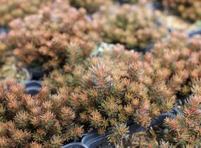 Rozchodník 'Chocolate Ball' - Sedum hakonense 'Chocolate Ball'