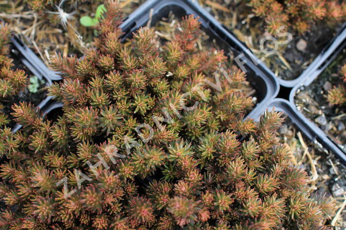 Rozchodník 'Chocolate Ball' - Sedum hakonense 'Chocolate Ball'