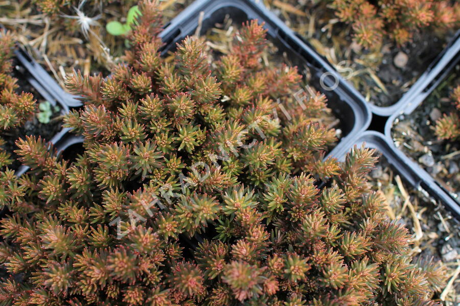 Rozchodník 'Chocolate Ball' - Sedum hakonense 'Chocolate Ball'