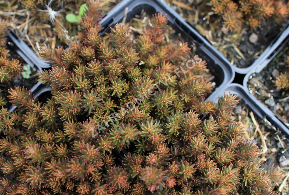 Rozchodník 'Chocolate Ball' - Sedum hakonense 'Chocolate Ball'