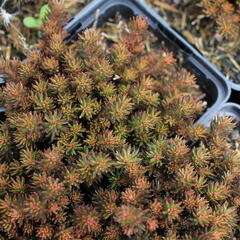 Rozchodník 'Chocolate Ball' - Sedum hakonense 'Chocolate Ball'