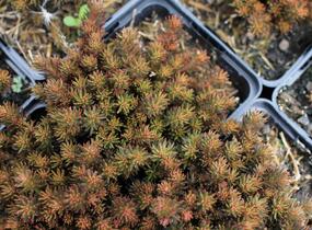 Rozchodník 'Chocolate Ball' - Sedum hakonense 'Chocolate Ball'