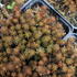 Sedum hakonense 'Chocolate Ball'.JPG