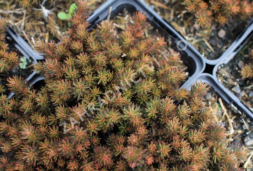 Rozchodník 'Chocolate Ball' - Sedum hakonense 'Chocolate Ball'