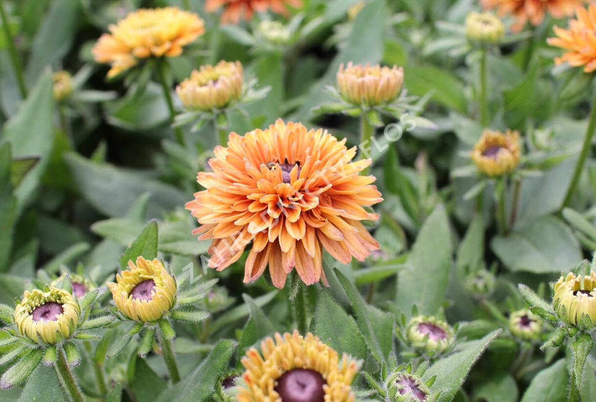 Třapatka 'Summerdaisy's Double Apricot' - Rudbeckia hybrida 'Summerdaisy's Double Apricot'