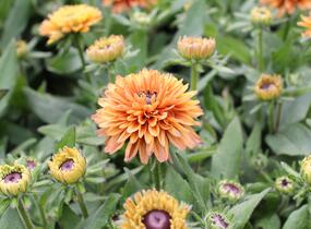 Třapatka 'Summerdaisy's Double Apricot' - Rudbeckia hybrida 'Summerdaisy's Double Apricot'