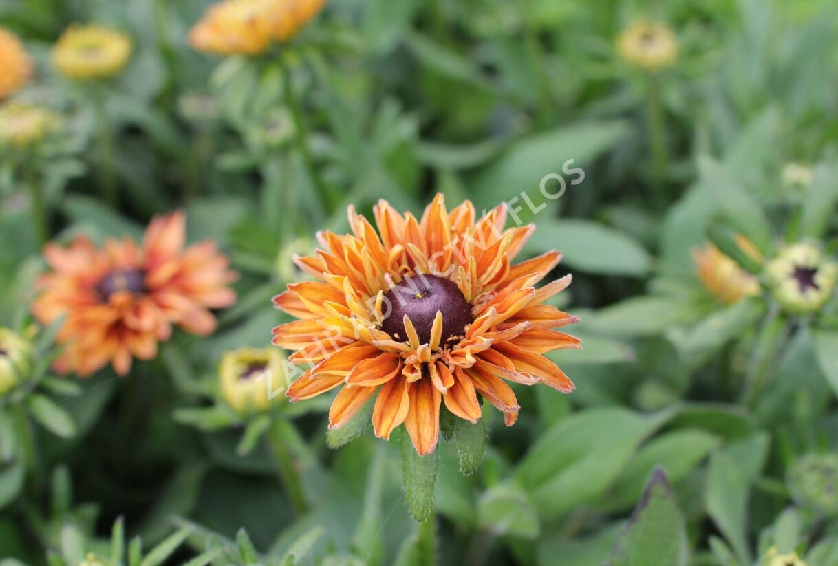 Třapatka 'Summerdaisy's Double Apricot' - Rudbeckia hybrida 'Summerdaisy's Double Apricot'