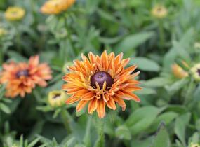 Třapatka 'Summerdaisy's Double Apricot' - Rudbeckia hybrida 'Summerdaisy's Double Apricot'