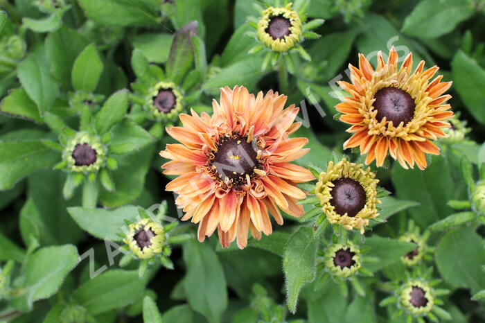 Třapatka 'Summerdaisy's Double Apricot' - Rudbeckia hybrida 'Summerdaisy's Double Apricot'
