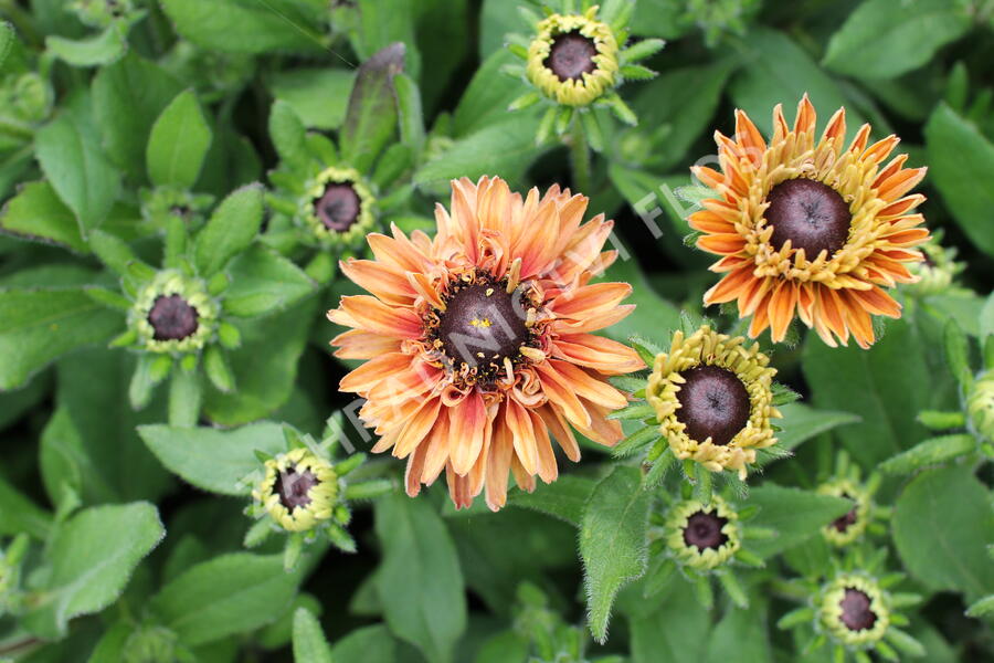 Třapatka 'Summerdaisy's Double Apricot' - Rudbeckia hybrida 'Summerdaisy's Double Apricot'