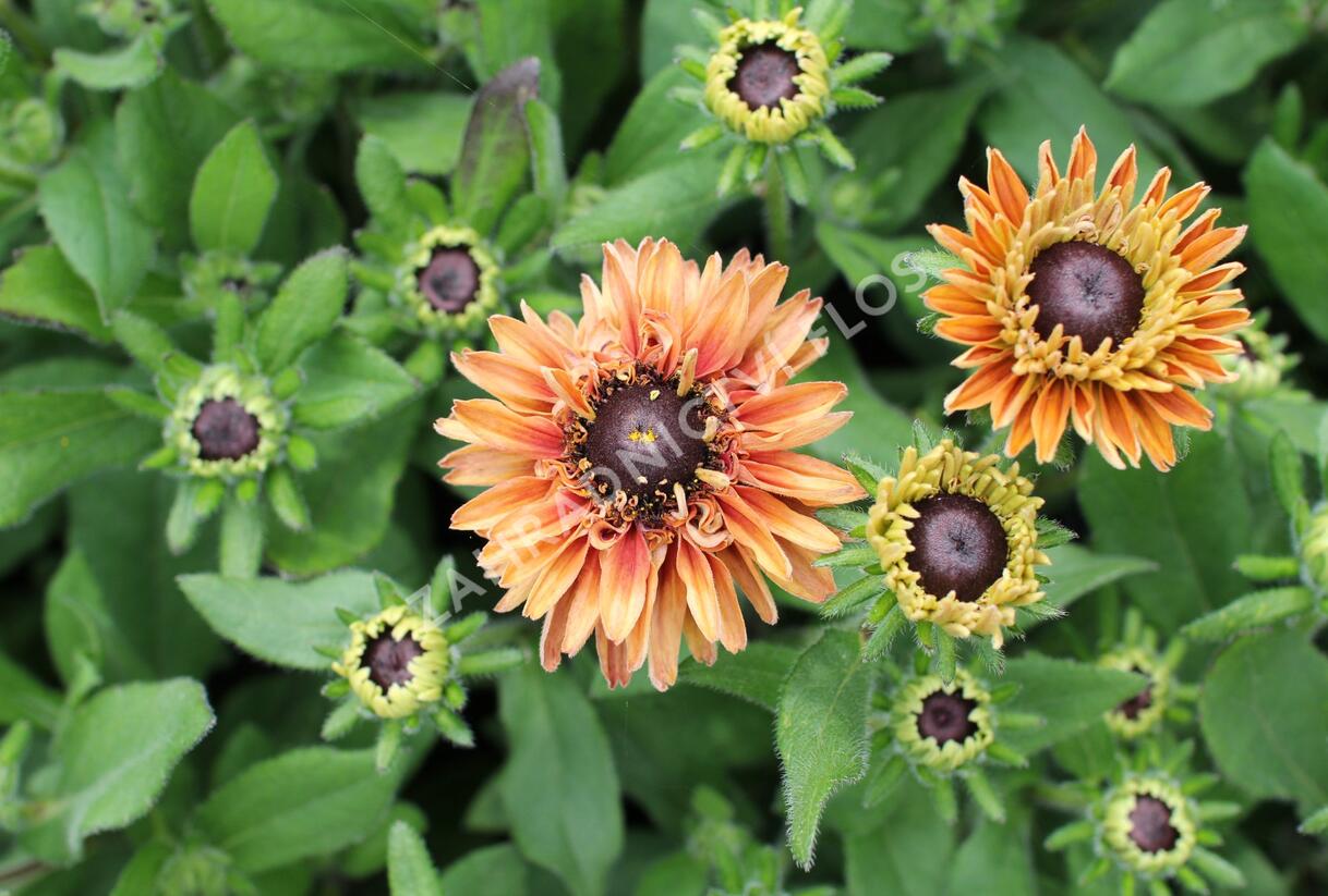 Třapatka 'Summerdaisy's Double Apricot' - Rudbeckia hybrida 'Summerdaisy's Double Apricot'