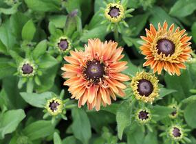 Třapatka 'Summerdaisy's Double Apricot' - Rudbeckia hybrida 'Summerdaisy's Double Apricot'