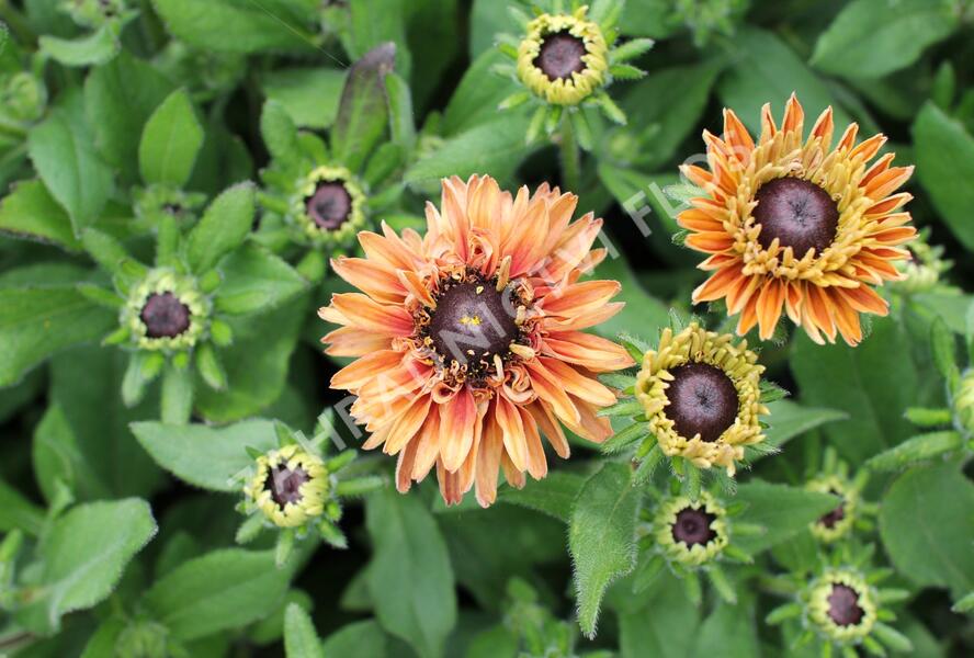 Třapatka 'Summerdaisy's Double Apricot' - Rudbeckia hybrida 'Summerdaisy's Double Apricot'