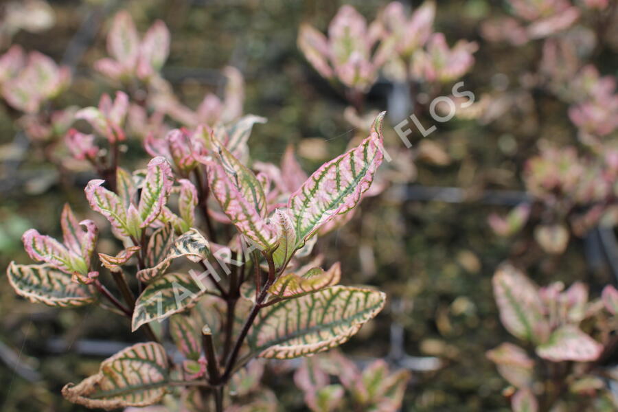 Janeba drsná 'Summer Pink' - Heliopsis helianthoides 'Summer Pink'