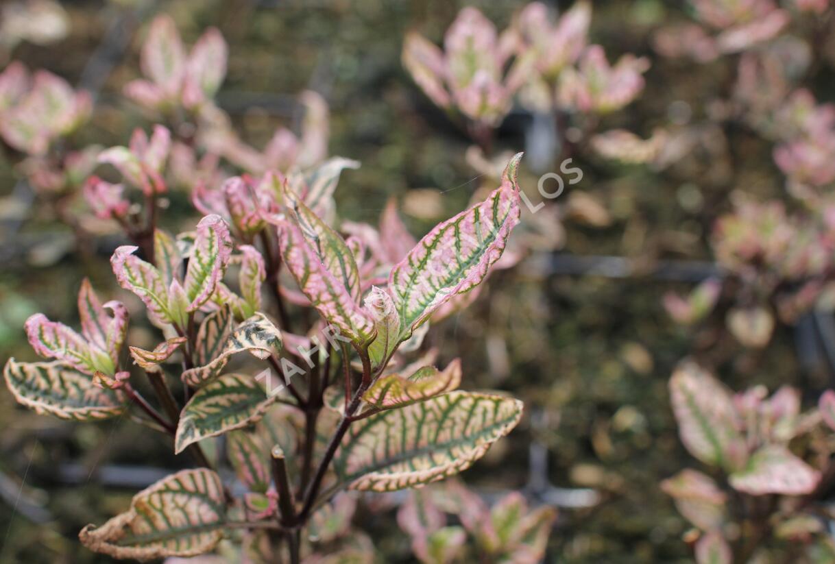 Janeba drsná 'Summer Pink' - Heliopsis helianthoides 'Summer Pink'