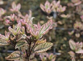 Janeba drsná 'Summer Pink' - Heliopsis helianthoides 'Summer Pink'