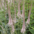 Veronicastrum virginicum 'Pink Glow'.png