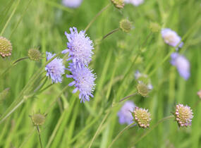 Chrastavec rolní - Knautia arvensis