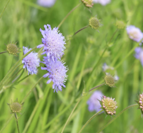 Chrastavec rolní - Knautia arvensis