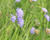 Chrastavec rolní