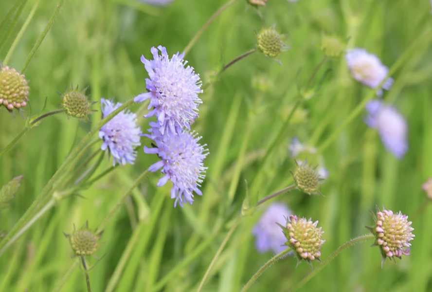 Chrastavec rolní - Knautia arvensis