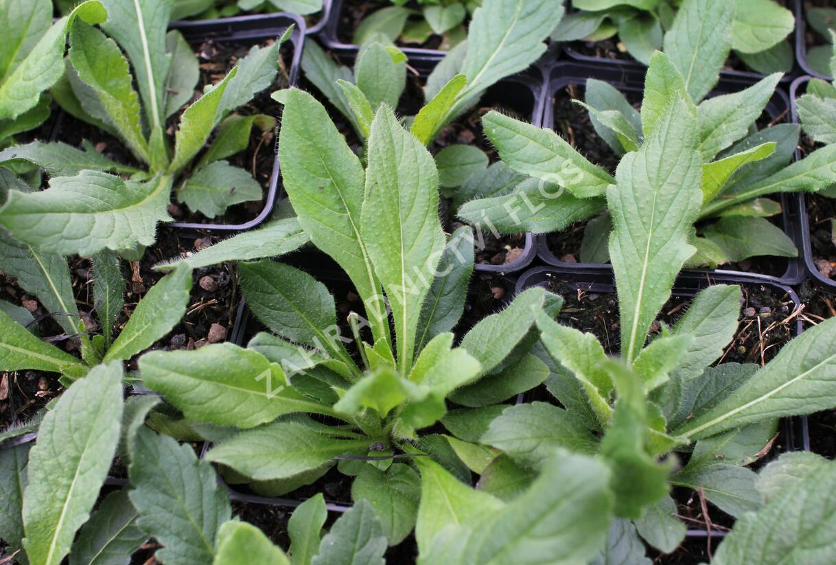 Chrastavec rolní - Knautia arvensis