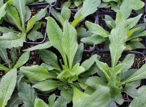 Chrastavec rolní - Knautia arvensis
