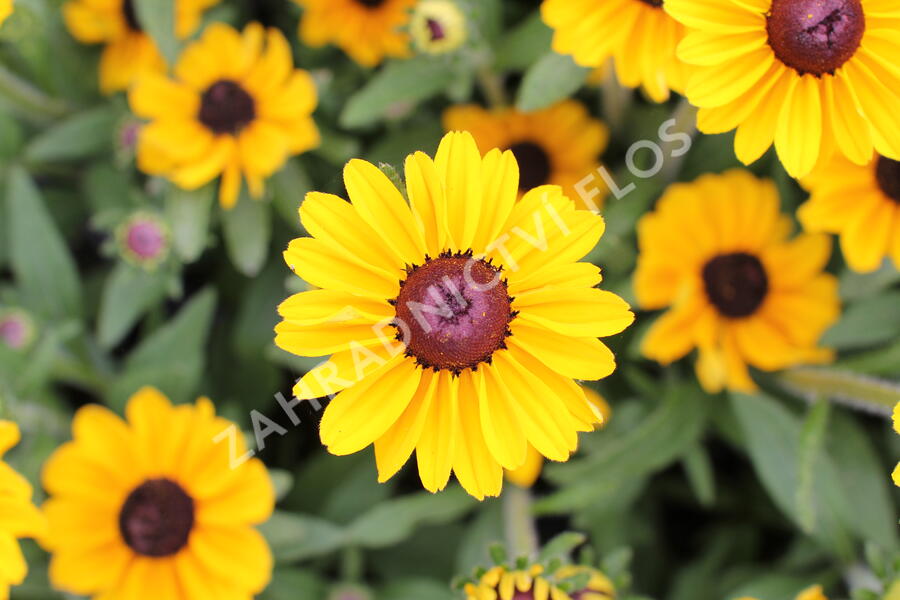 Třapatka 'Summerdaisy's Ping Pong' - Rudbeckia hybrida 'Summerdaisy's Ping Pong'
